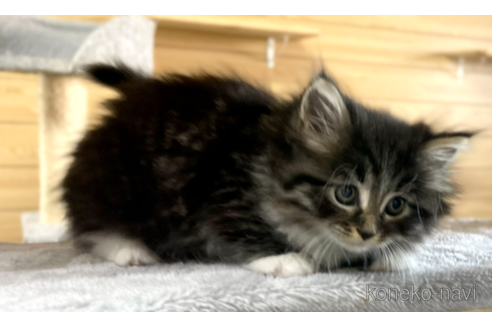 成約済の千葉県のサイベリアン-89264の2枚目